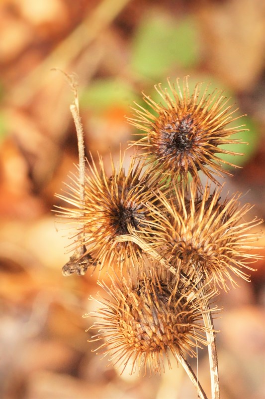 Skov-Burre (Arctium nemorosum)