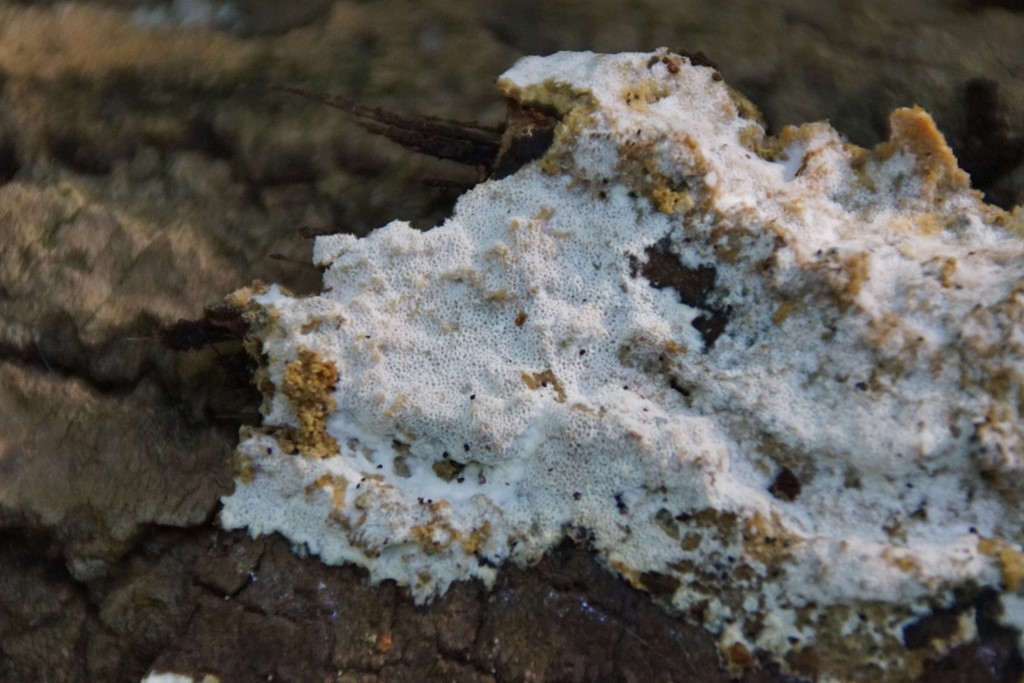 Oxyporus corticola (Oxyporus corticola)