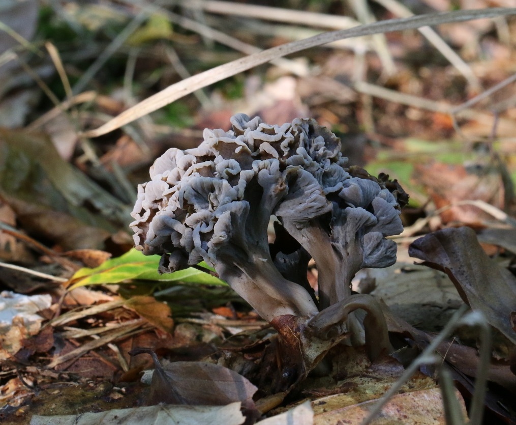 Liden Kantarel (Craterellus undulatus)
