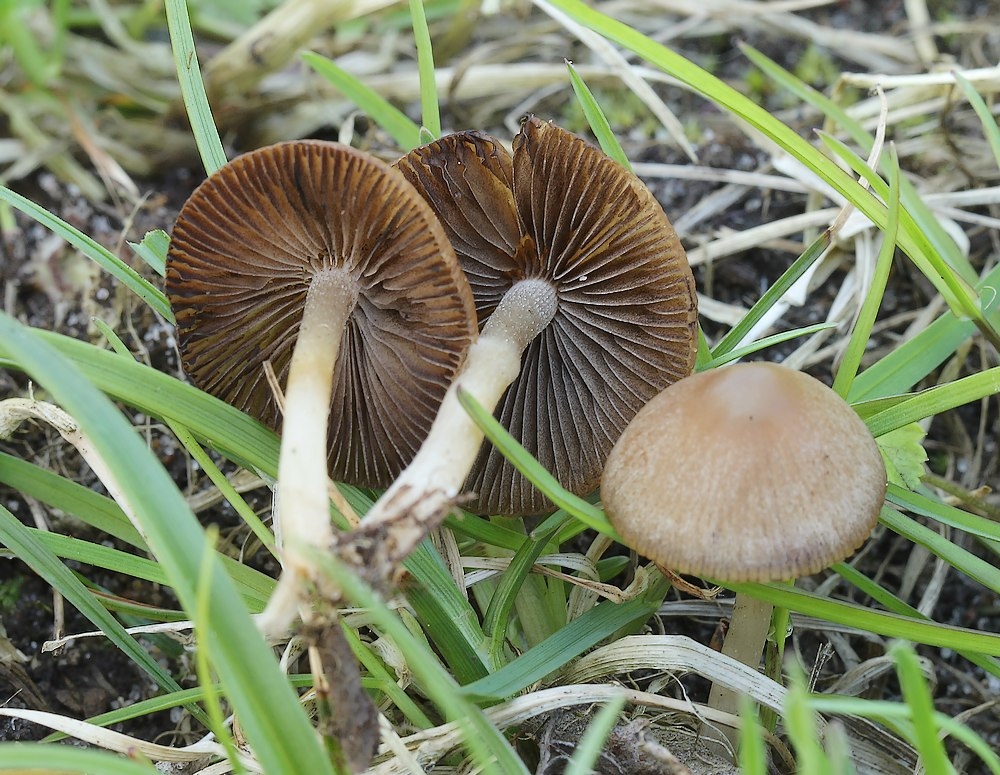 Kantsporet Mørkhat (Psathyrella panaeoloides)