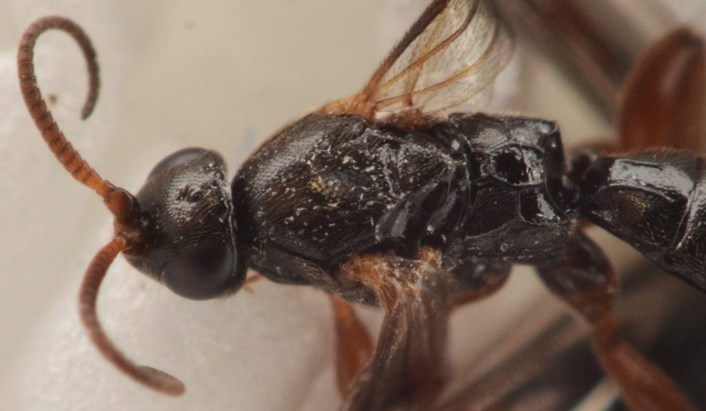 Hypsicera curvator (Hypsicera curvator)