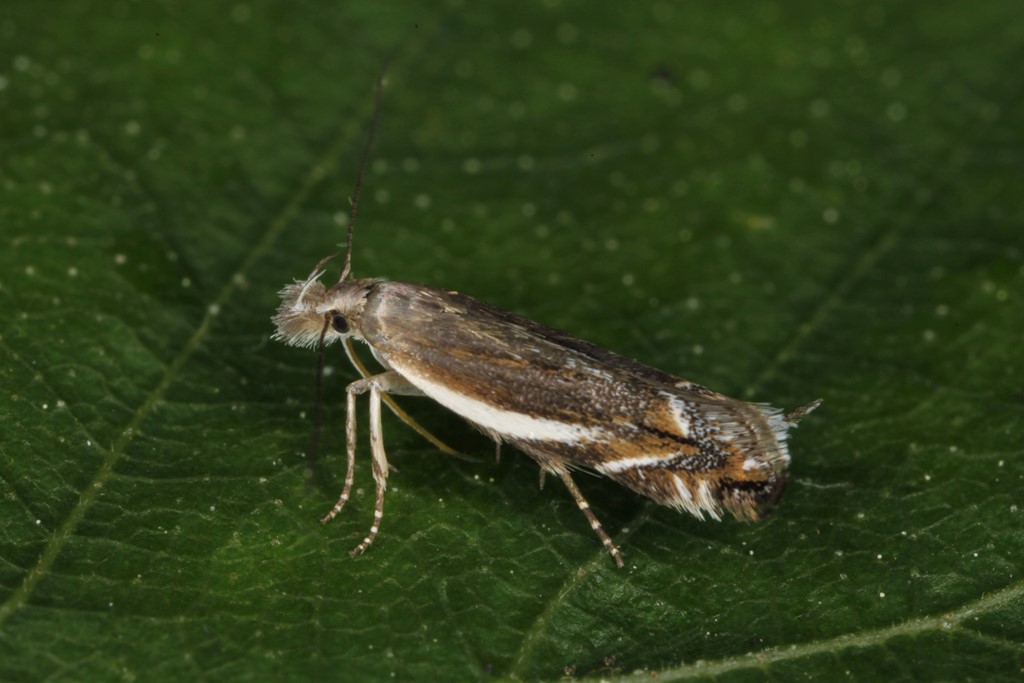 Sophronia humerella (Sophronia humerella)