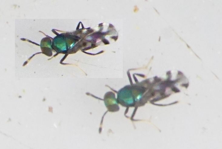 Epitetracnemus intersectus (Epitetracnemus intersectus)