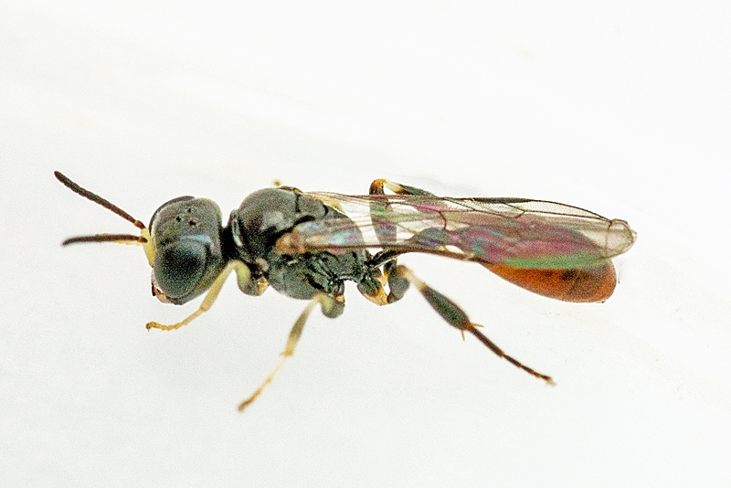 Rhopalum clavipes (Rhopalum clavipes)