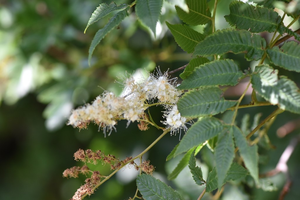Træagtig Tusindtop (Sorbaria kirilowii)