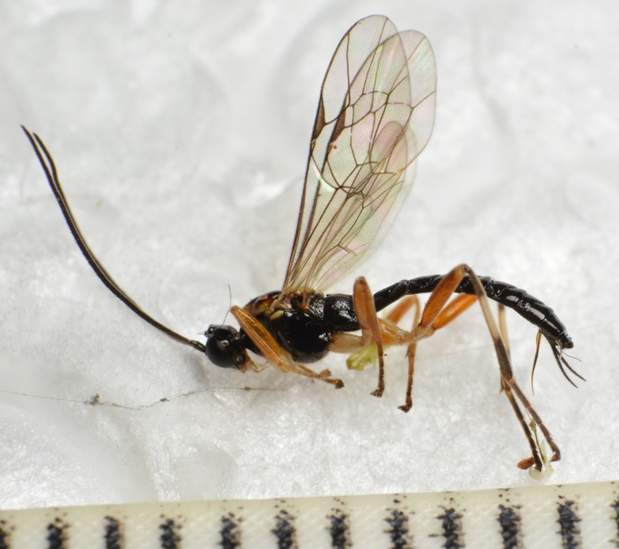 Zatypota albicoxa (Zatypota albicoxa)