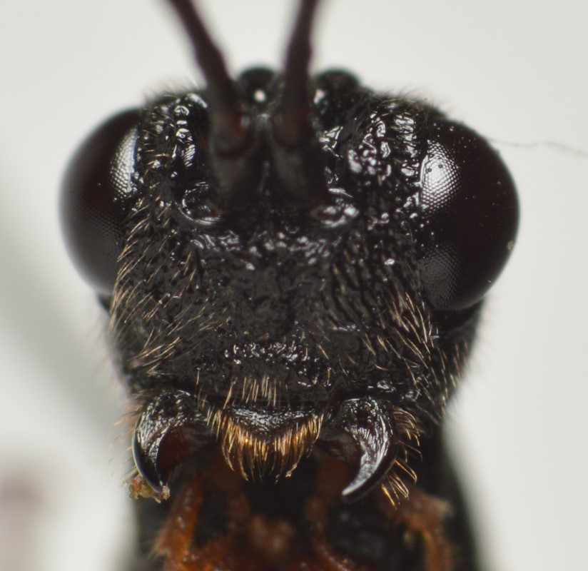 Helcon angustator (Helcon angustator)