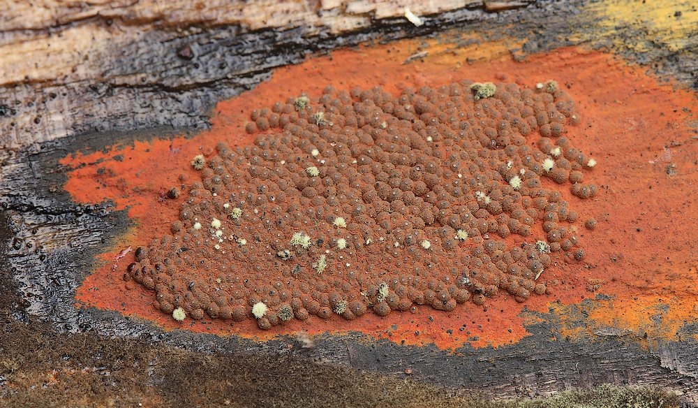 Rustfarvet Kulbær (Hypoxylon rubiginosum)