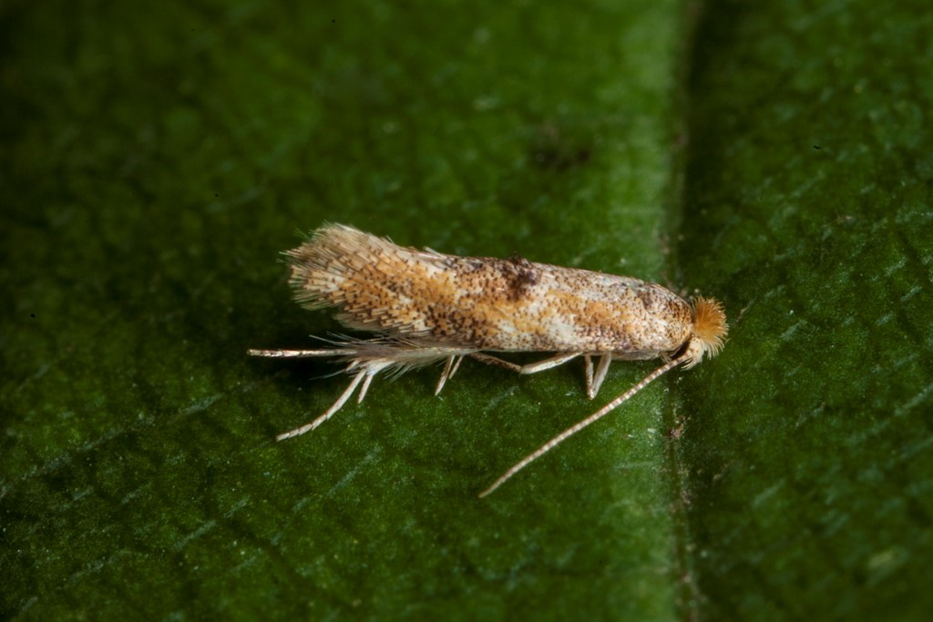 Bucculatrix demaryella (Bucculatrix demaryella)