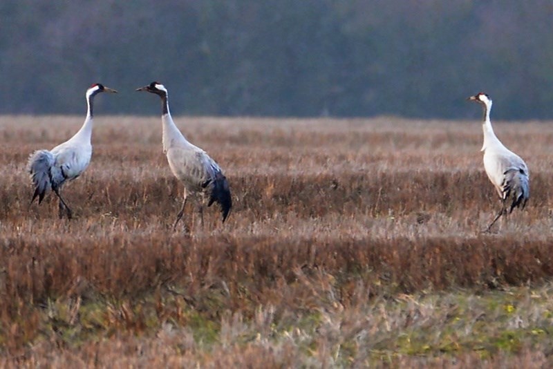 Trane (Grus grus)
