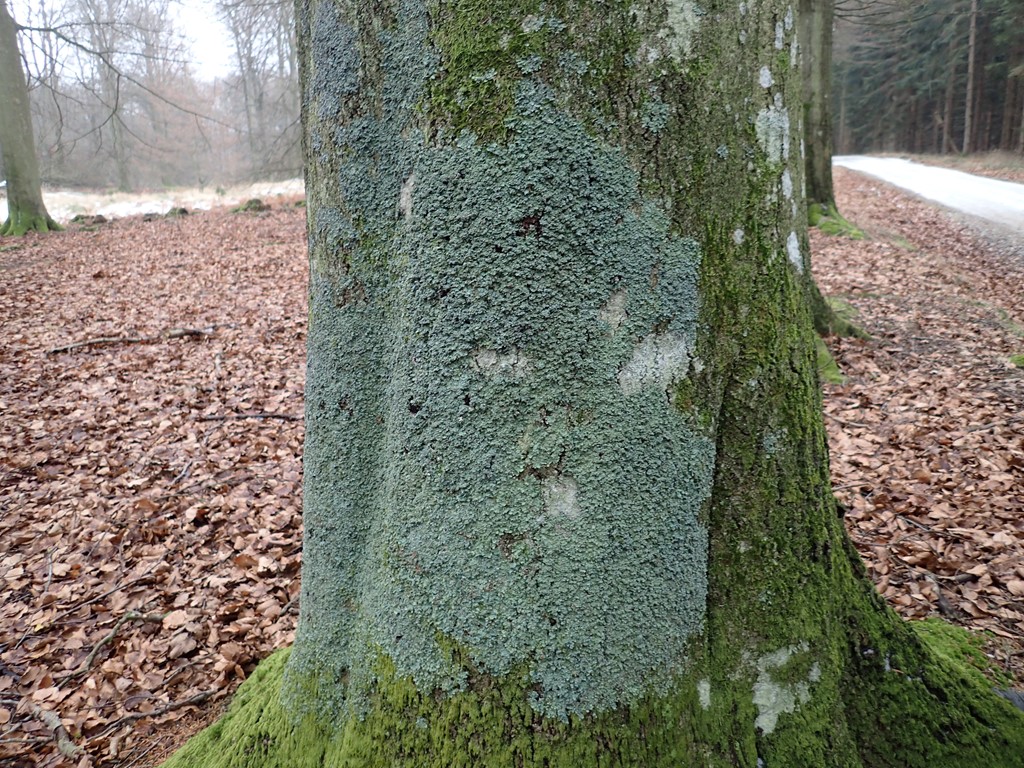 Parmelia serrana (Parmelia serrana)