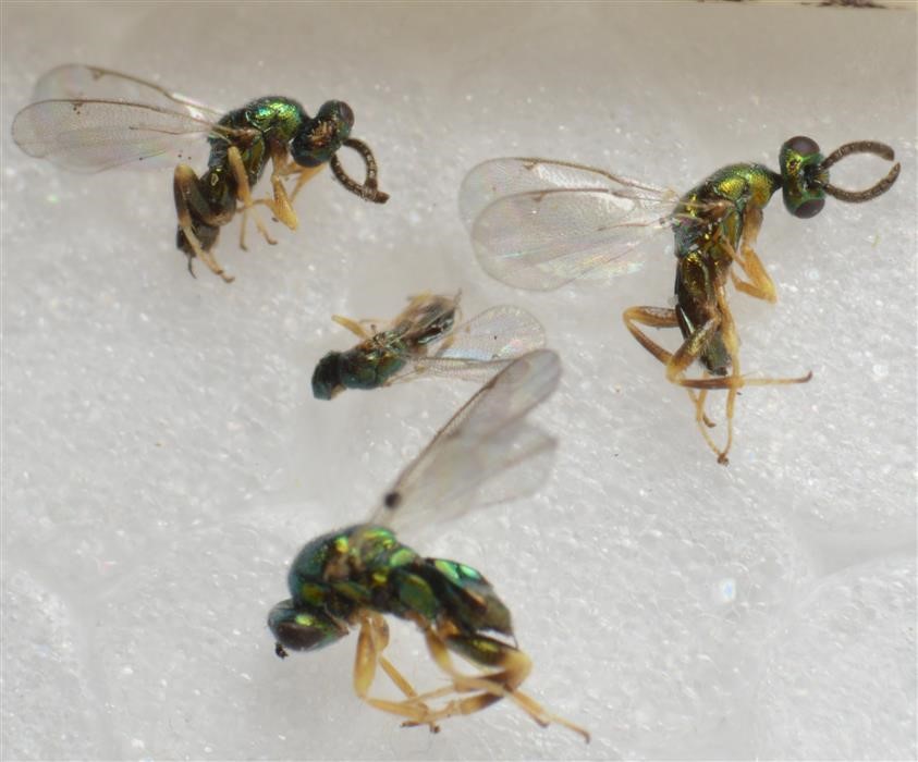 Torymus flavipes (Torymus flavipes)