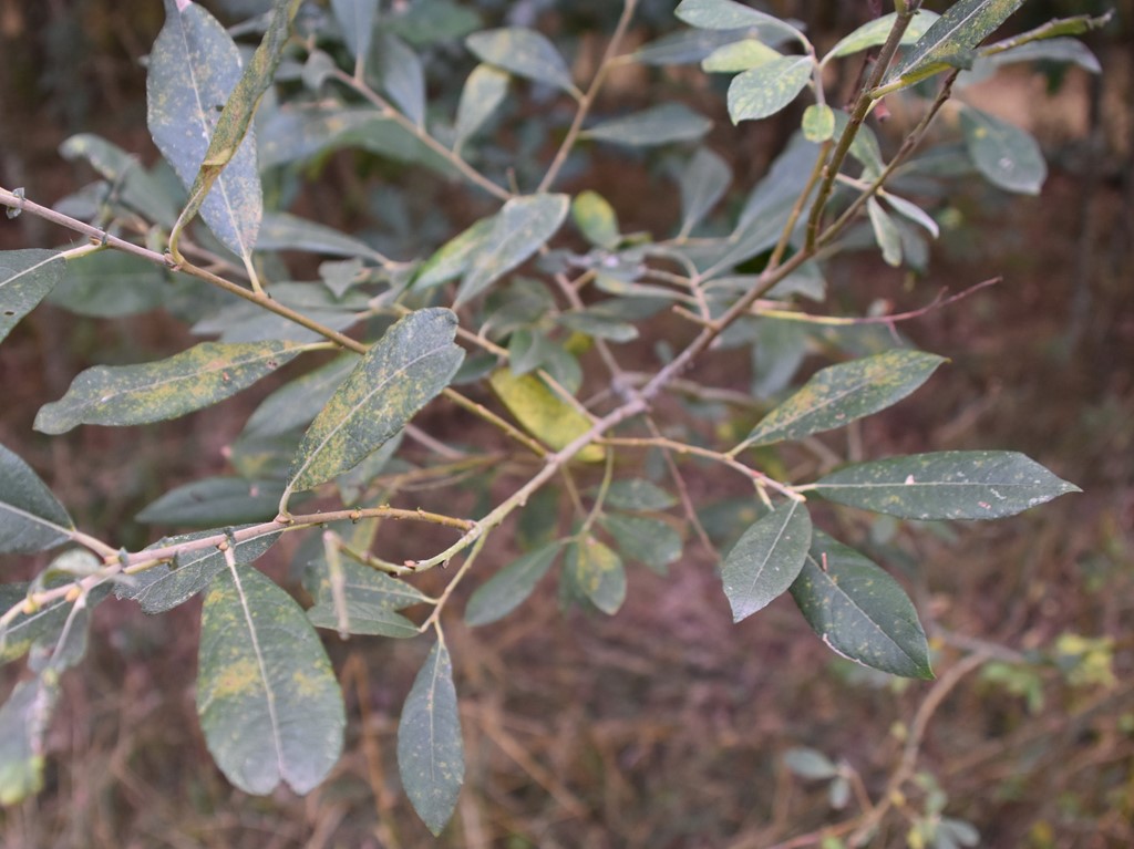 Salix caprea x purpurea (Salix caprea x purpurea)