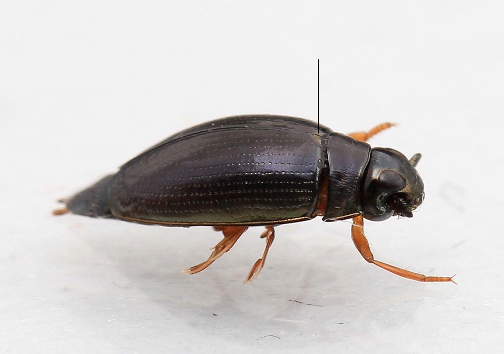 Gyrinus minutus (Gyrinus minutus)