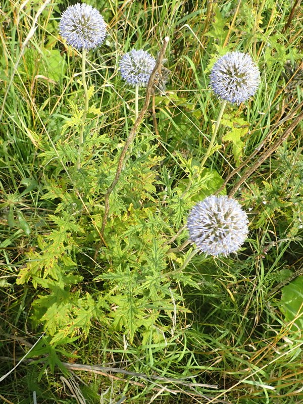Hybrid-Tidselkugle (Echinops x pallenzianus)