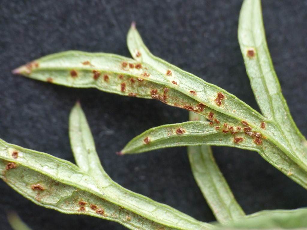 Puccinia pimpinellae (Puccinia pimpinellae)