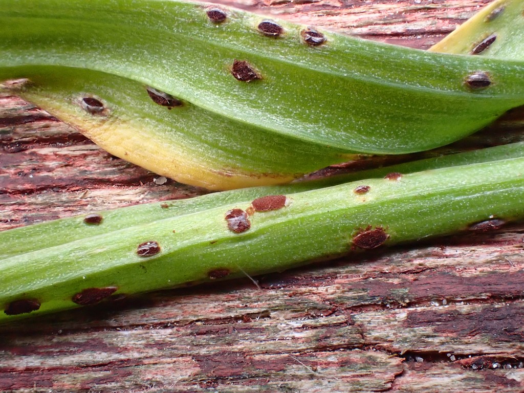 Guldstjernerust (Uromyces gageae)