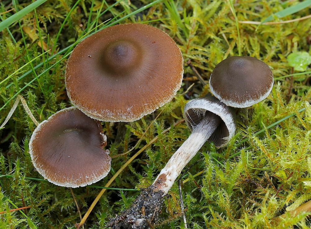 Cortinarius flexipes var. flabellus (Cortinarius flexipes var. flabellus)