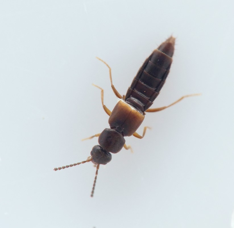 Dacrila fallax (Dacrila fallax)