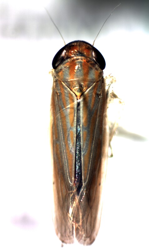 Calamotettix taeniatus (Calamotettix taeniatus)