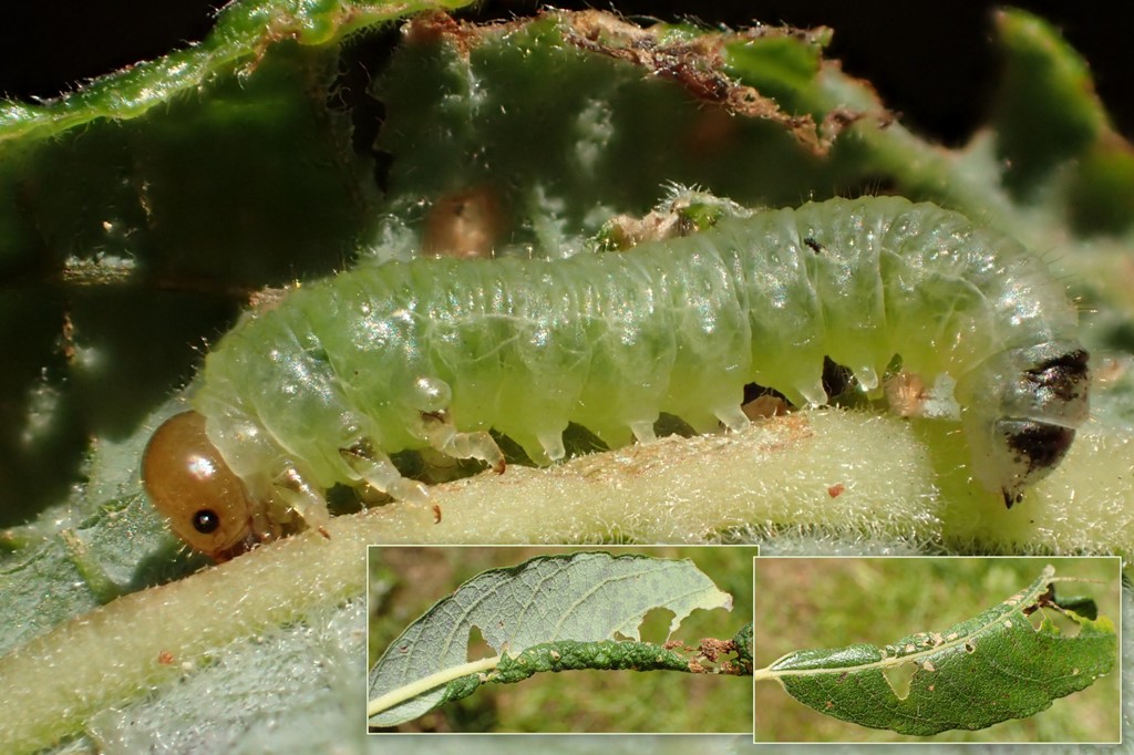 Phyllocolpa prussica (Phyllocolpa prussica)