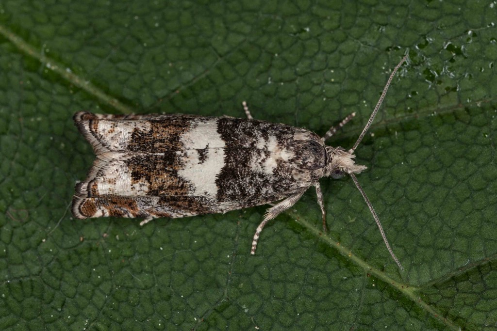 Ellerullevikler (Epinotia demarniana)