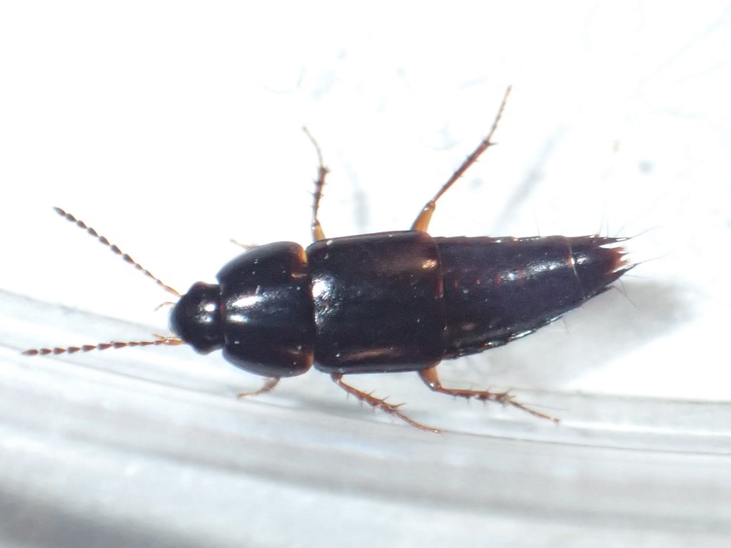 Tachinus proximus (Tachinus proximus)