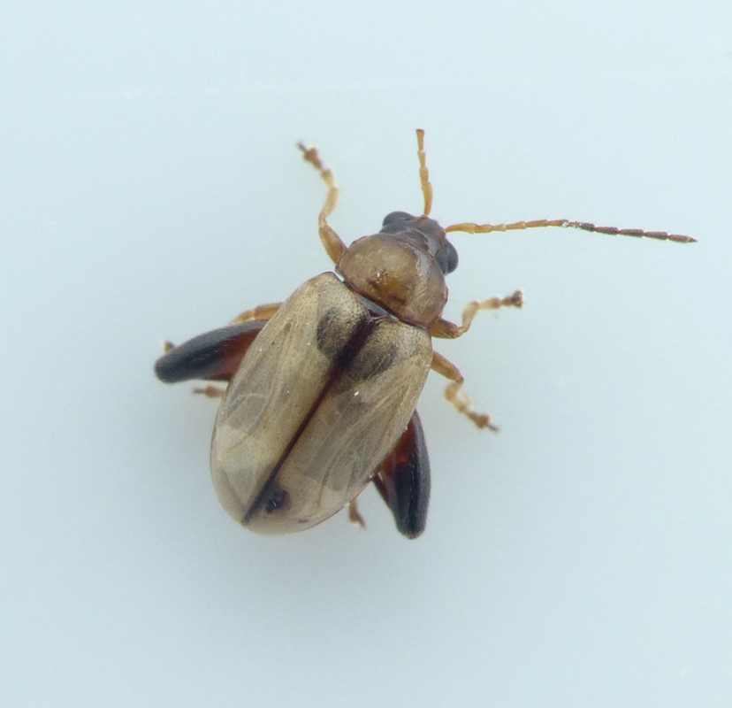 Longitarsus melanocephalus (Longitarsus melanocephalus)