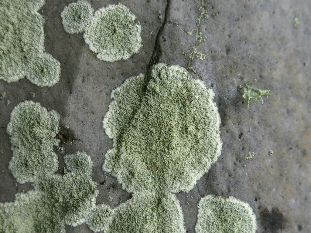 Grønskurvet Kantskivelav (Lecanora orosthea)