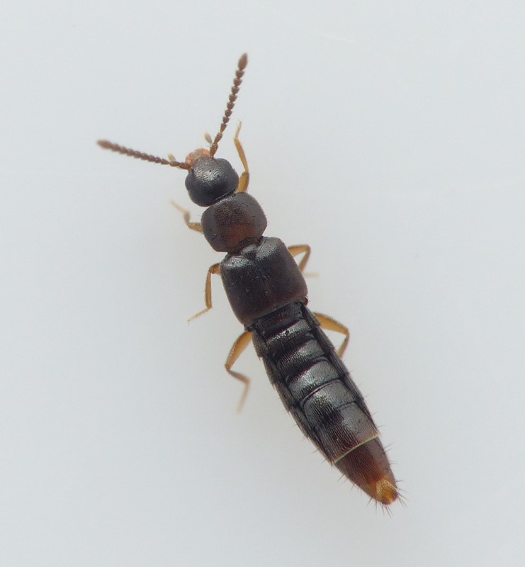 Atheta vilis (Atheta vilis)