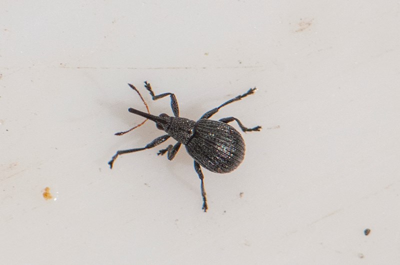 Apion ervi (Apion ervi)