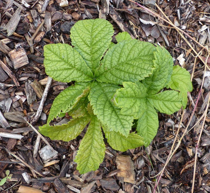 Kastanjebladet Bronzeblad (Rodgersia aesculifolia)