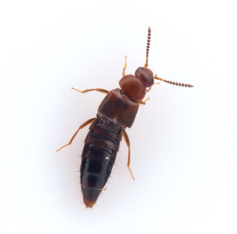 Thamiaraea cinnamomea (Thamiaraea cinnamomea)