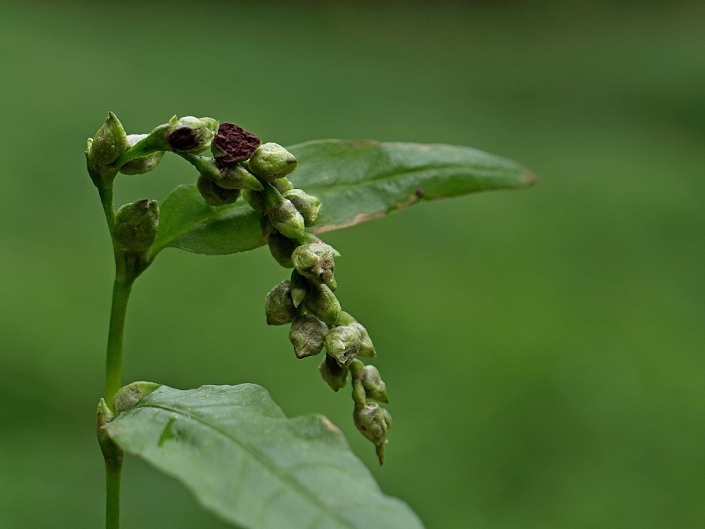 Microbotryum cordae (Microbotryum cordae)