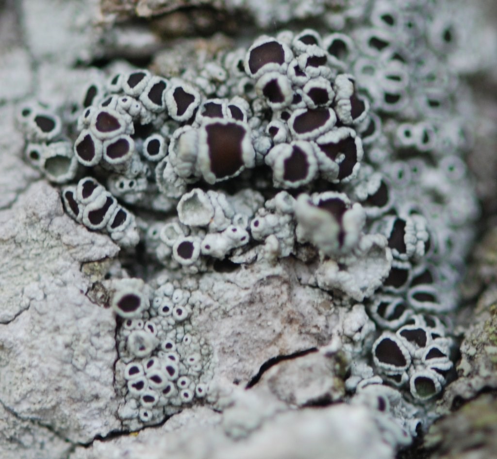 Tykrandet Kantskivelav (Lecanora allophana)
