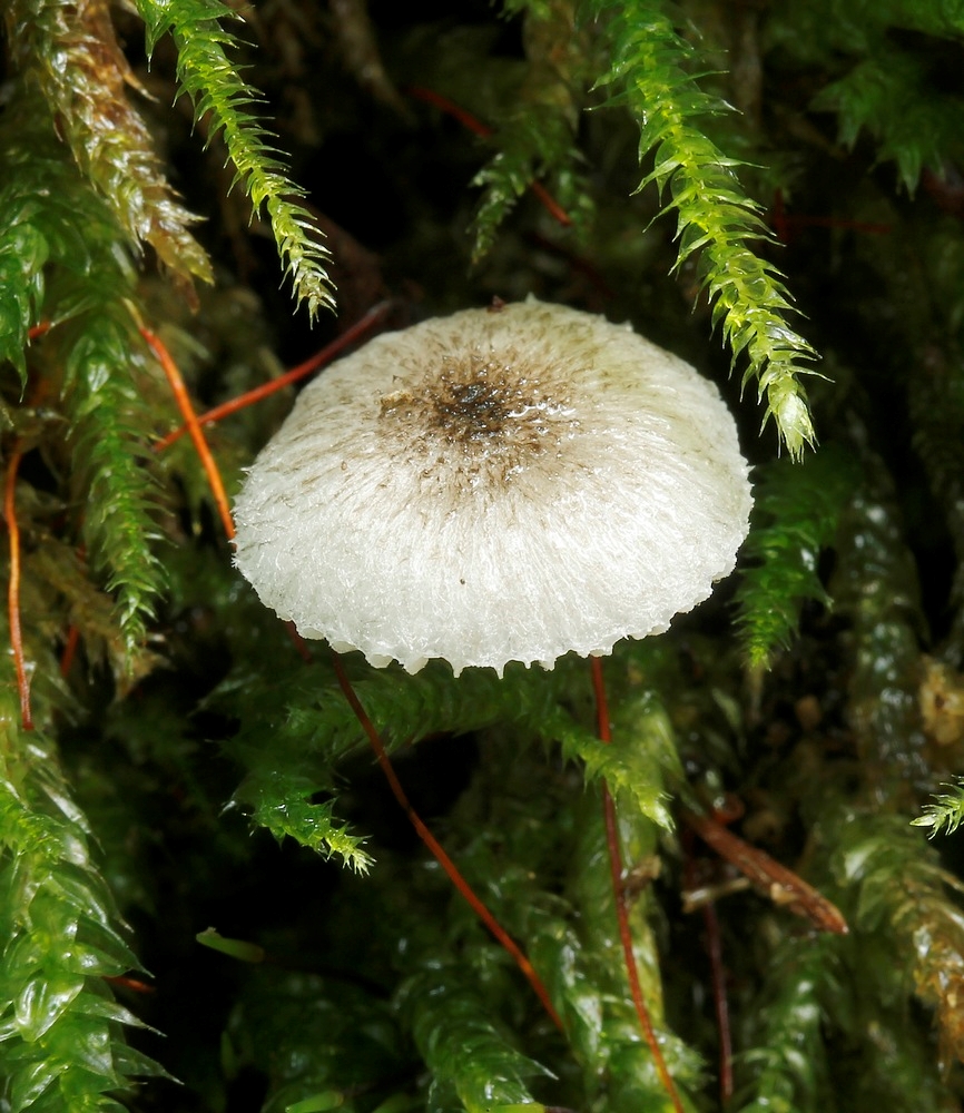 Stivhåret Skærmhat (Pluteus hispidulus)