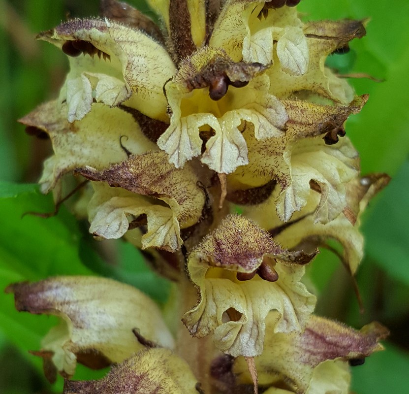 Tidsel-Gyvelkvæler (Orobanche reticulata)