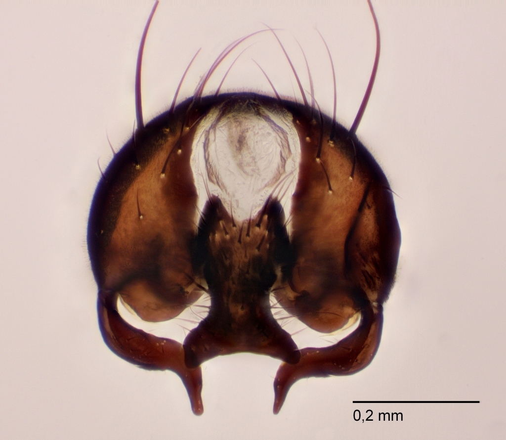 Fannia similis (Fannia similis)