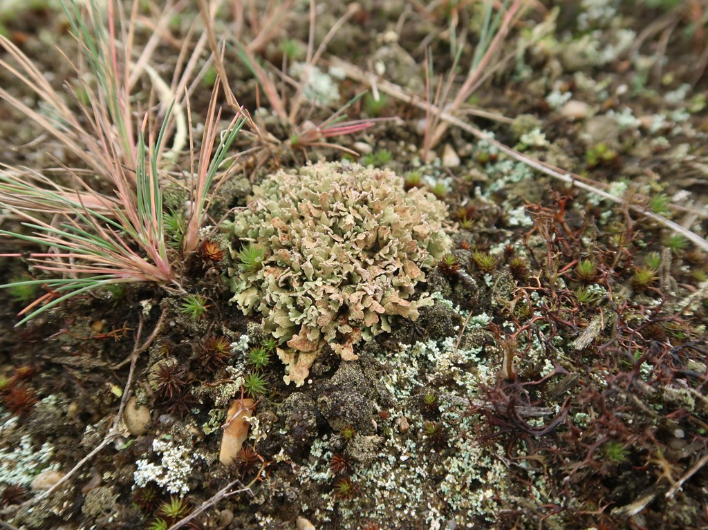 Pude-Bægerlav (Cladonia strepsilis)