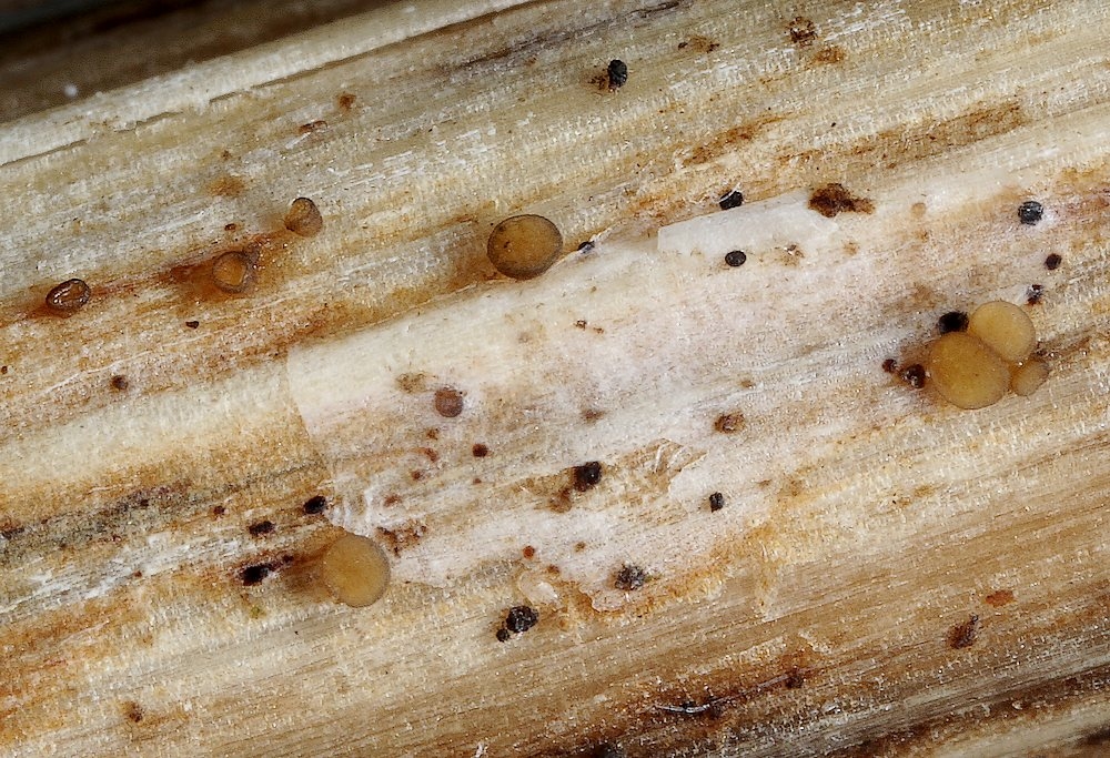 Micropeziza umbrinella (Micropeziza umbrinella)