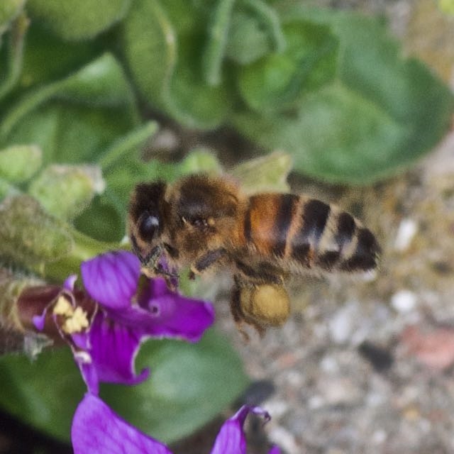 Honningbi (Apis mellifera)