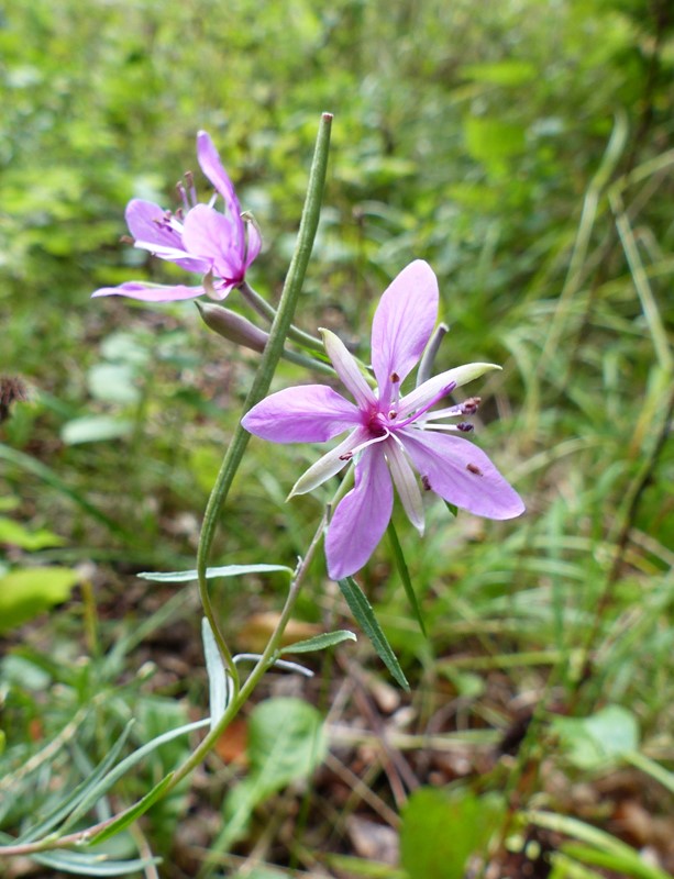 Epilobium dodenaei (Epilobium dodenaei)
