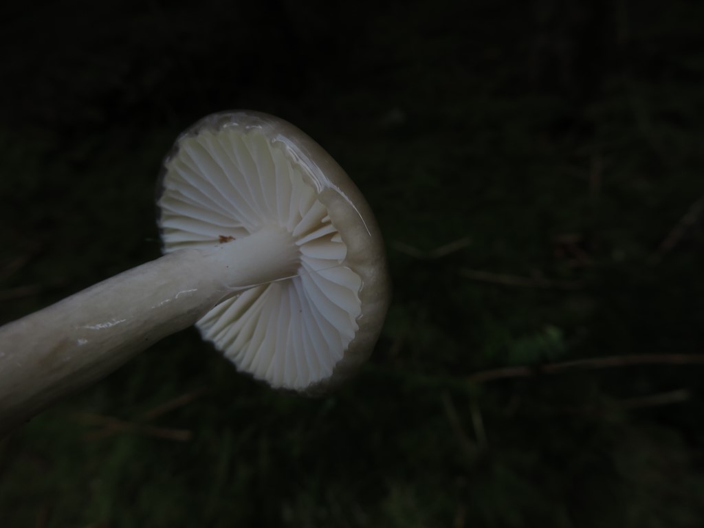 Askegrå Sneglehat (Hygrophorus mesotephrus)