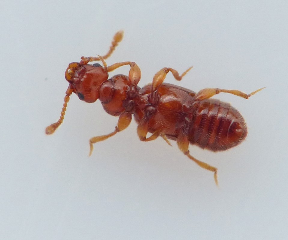 Plectophloeus nubigena (Plectophloeus nubigena)