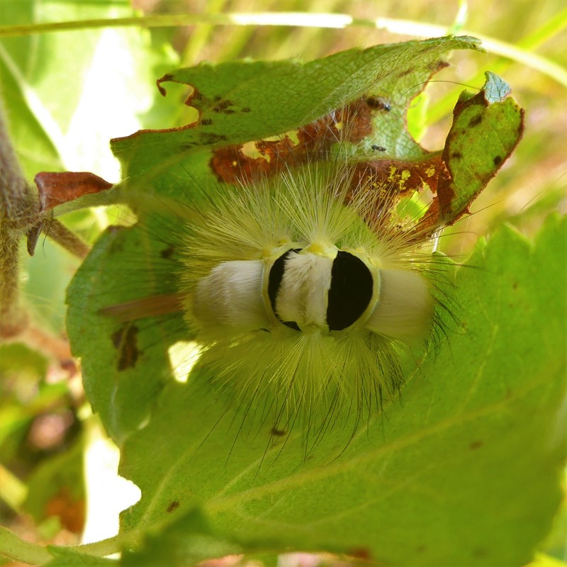 Bøgenonne (Calliteara pudibunda)