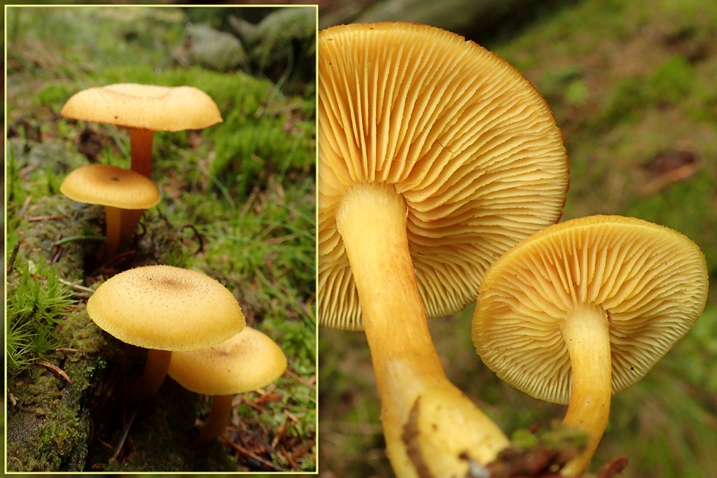 Sortskællet Væbnerhat (Tricholomopsis decora)