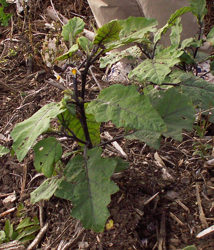 Solanum aethiopicum (Solanum aethiopicum)