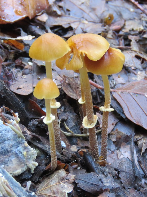 Tosporet Dansehat (Pholiotina teneroides)