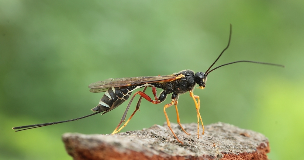 Spraglet Sabelhveps (Coleocentrus excitator)