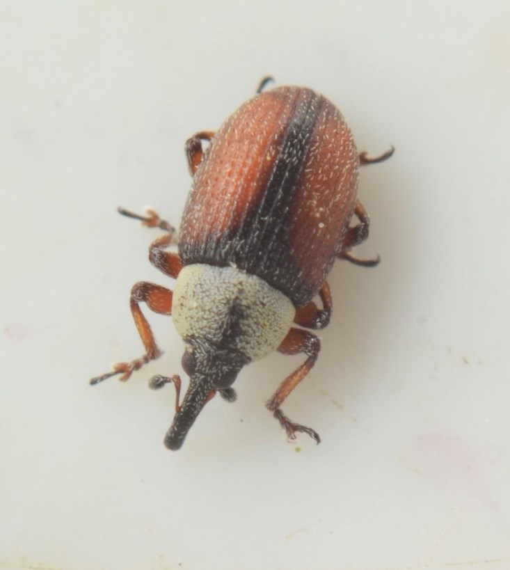 Gymnetron beccabungae (Gymnetron beccabungae)
